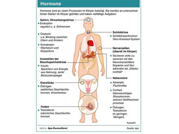 Grafik zur Veranschaulichung was Hormone im Trinkwasser mit dem Körper machen