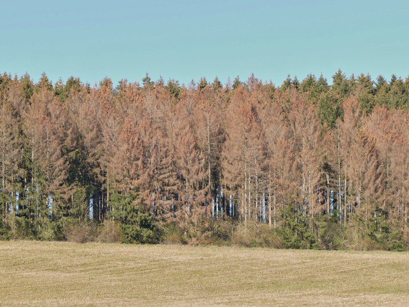Bild befallener Fichtenwald, Auswirkungen auf aktuelle Rohstoffknappheit