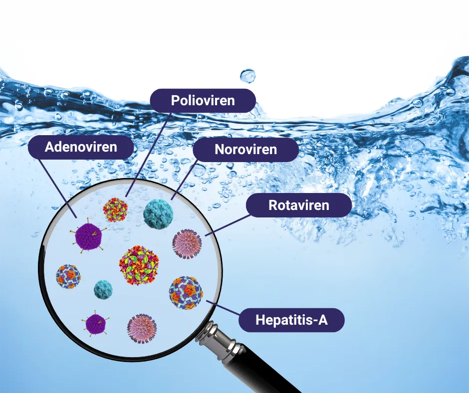 Grafik mit Wasserhintergrund und einer Lupe, die verschiedene Viren wie Polioviren, Adenoviren, Noroviren, Rotaviren und Hepatitis-A zeigt.